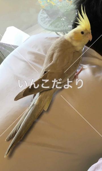 迷い鳥の写真