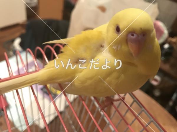 迷い鳥の写真