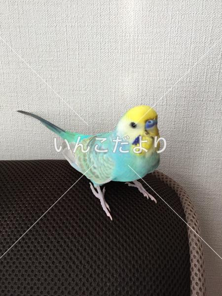 保護鳥の写真