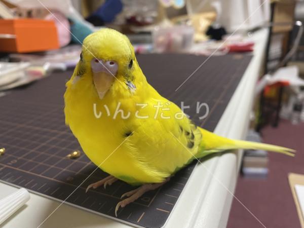 迷い鳥の写真