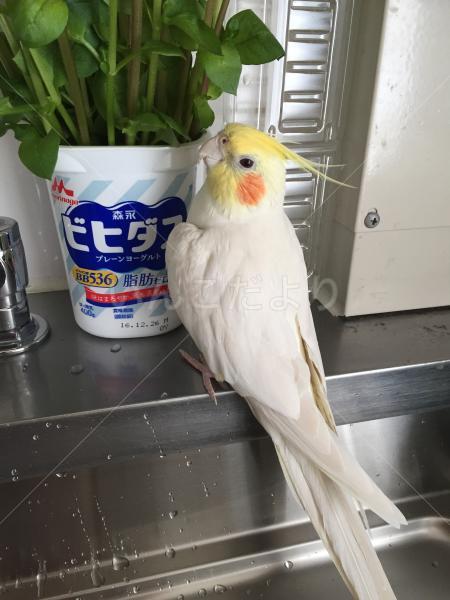 迷い鳥の写真