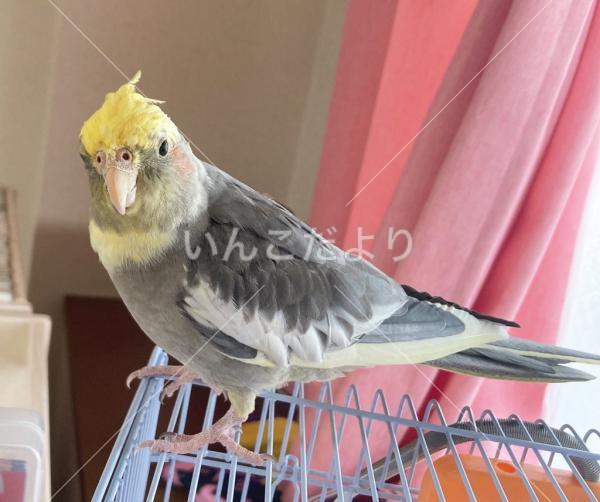 迷い鳥の写真