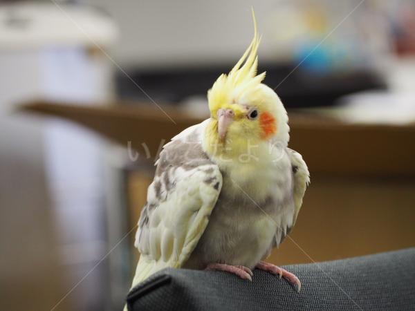 保護鳥の写真