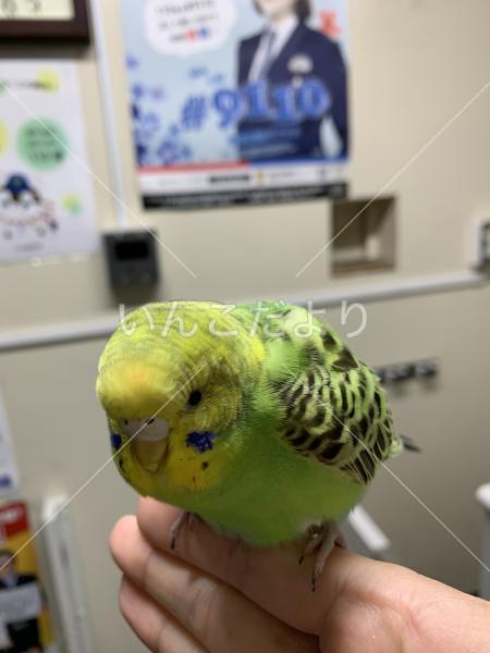 保護鳥の写真