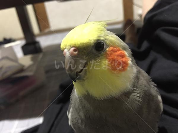 迷い鳥の写真