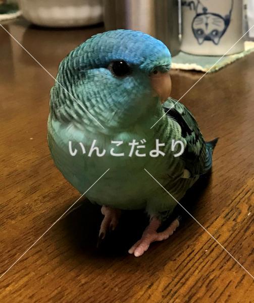迷い鳥の写真