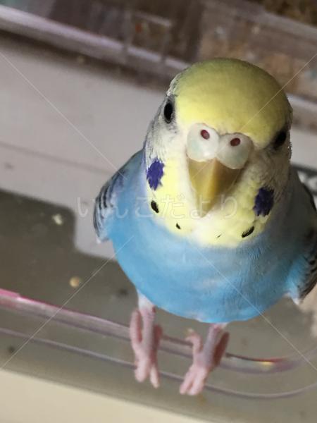 迷い鳥の写真