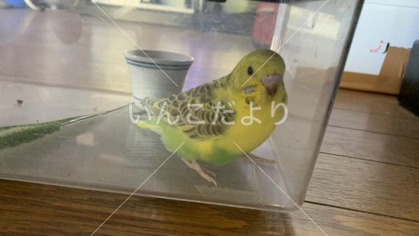 保護鳥の写真
