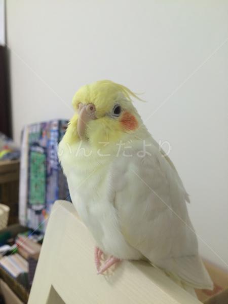 迷い鳥の写真
