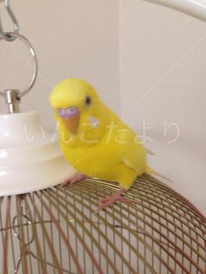 迷い鳥の写真