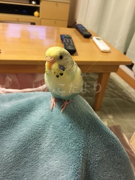 迷い鳥の写真