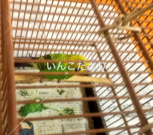 保護鳥の写真