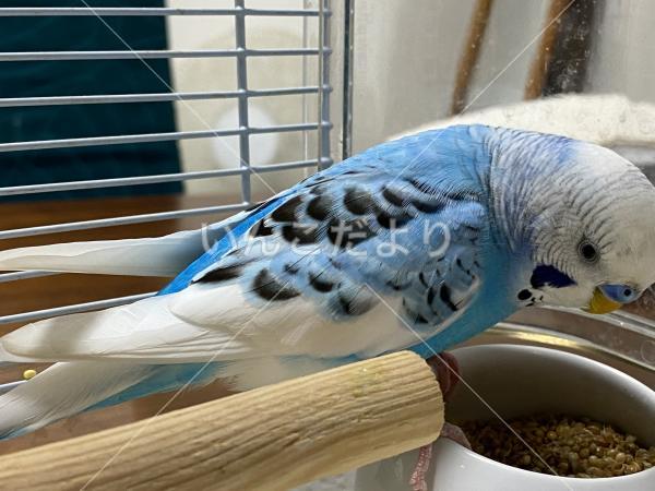 保護鳥の写真