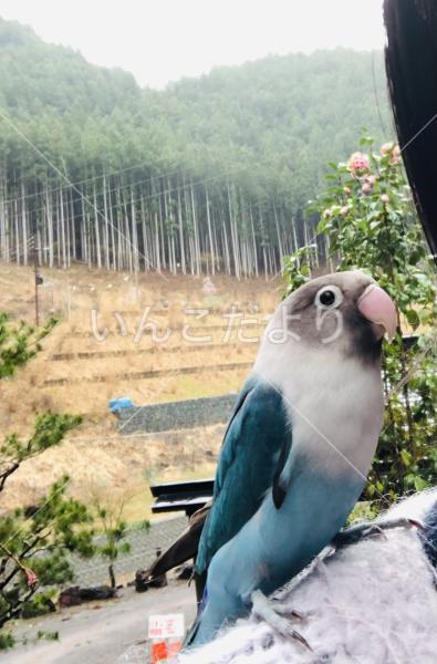 迷い鳥の写真
