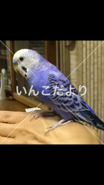 迷い鳥の写真