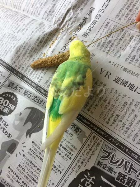 迷い鳥の写真