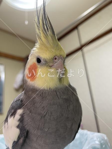 迷い鳥の写真