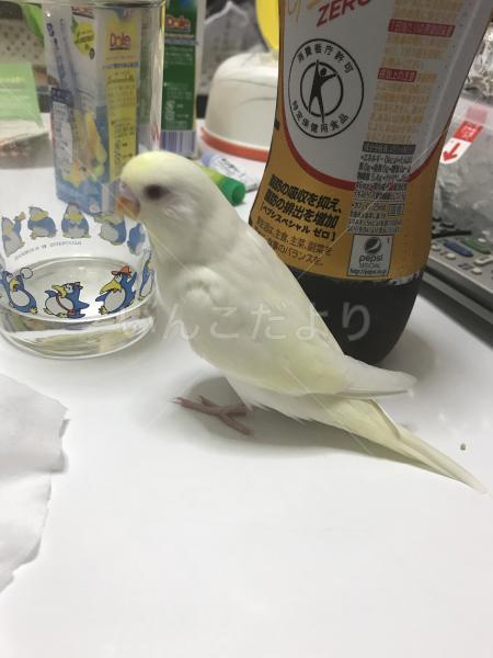 迷い鳥の写真