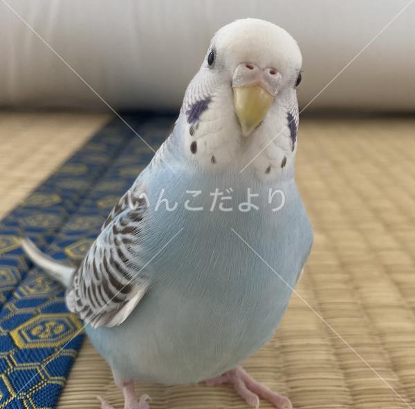 迷い鳥の写真