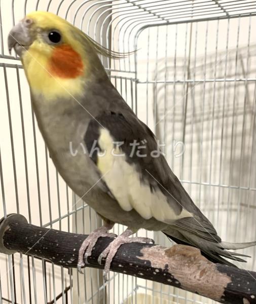 保護鳥の写真
