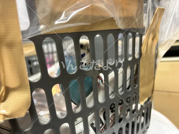 保護鳥の写真