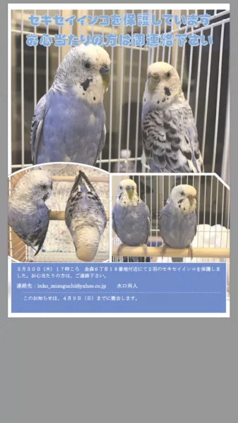 保護鳥の写真