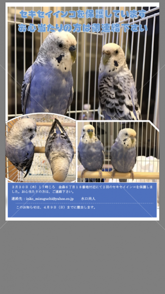 保護鳥の写真