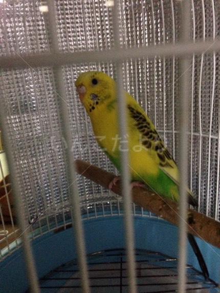 保護鳥の写真