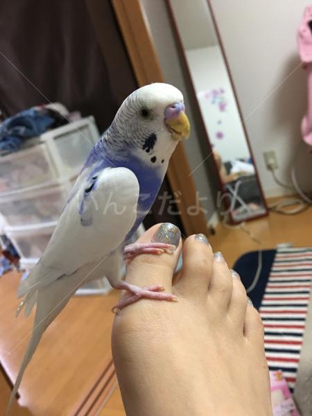 迷い鳥の写真
