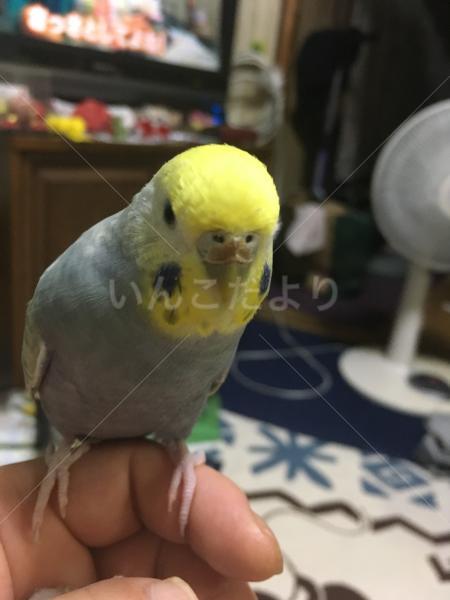迷い鳥の写真