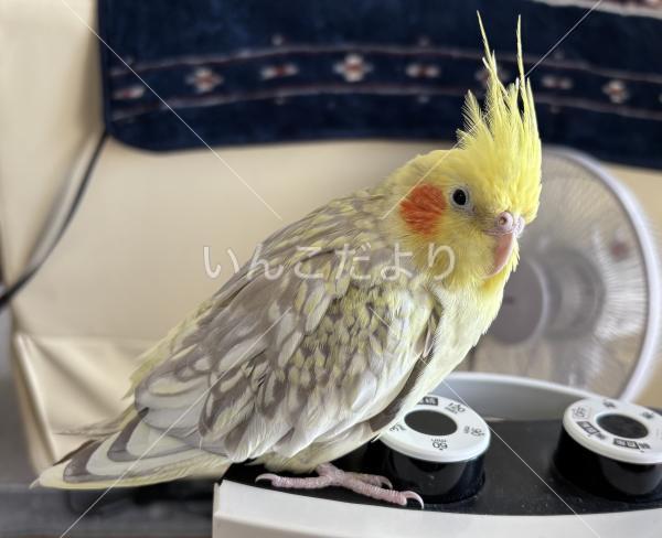 迷い鳥の写真