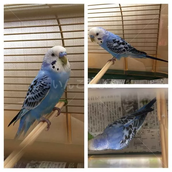 保護鳥の写真