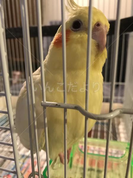 保護鳥の写真