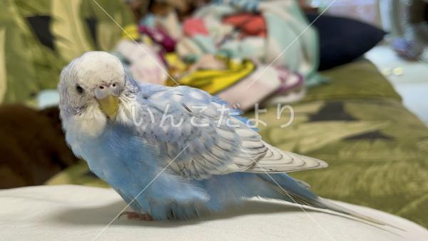 迷い鳥の写真