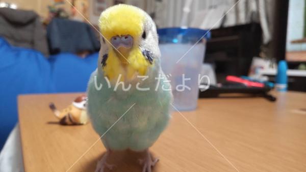 迷い鳥の写真