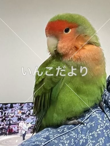 保護鳥の写真