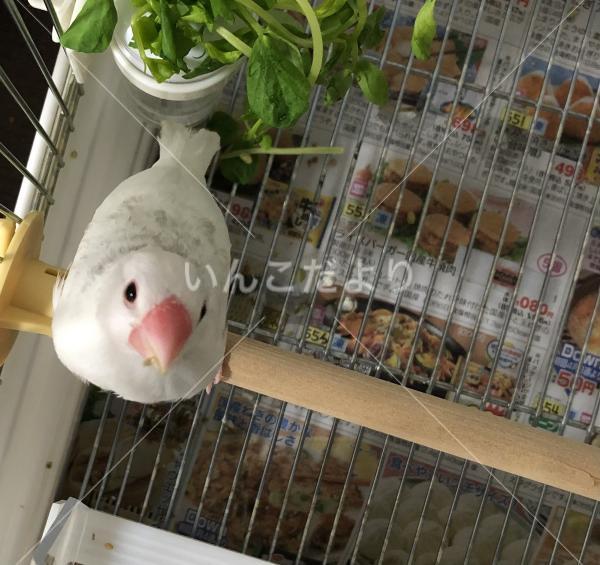 迷い鳥の写真