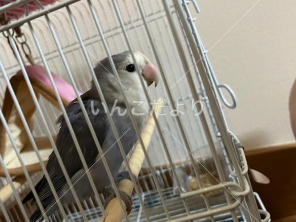 保護鳥の写真
