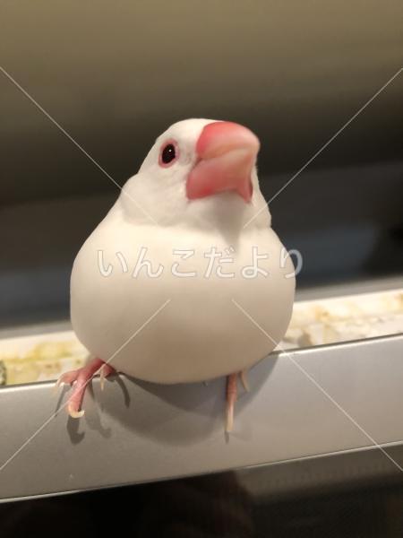 迷い鳥の写真