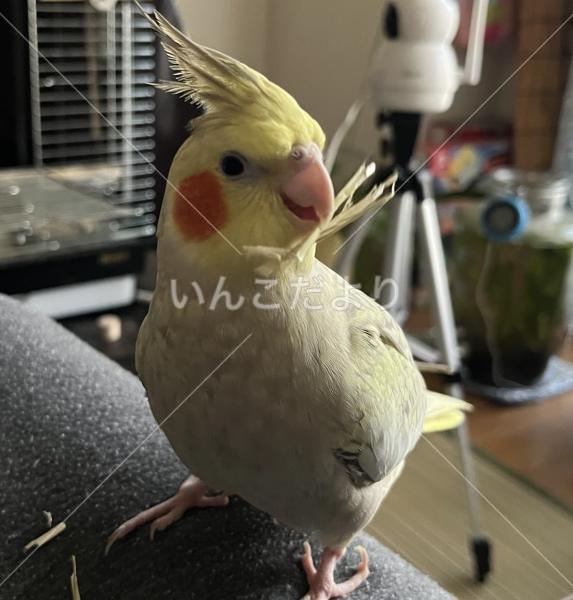 迷い鳥の写真