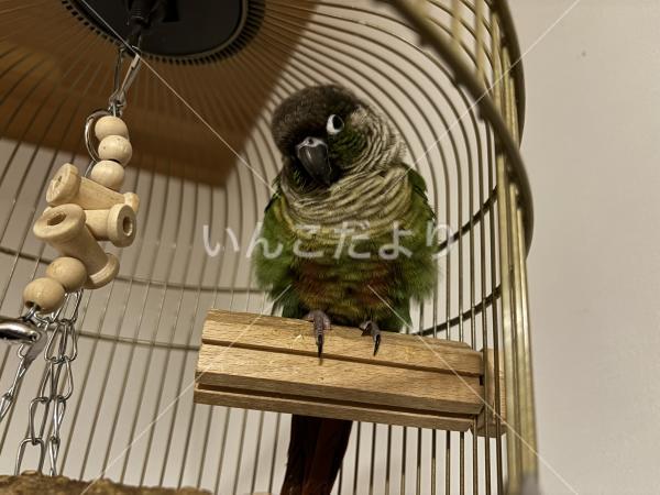 迷い鳥の写真