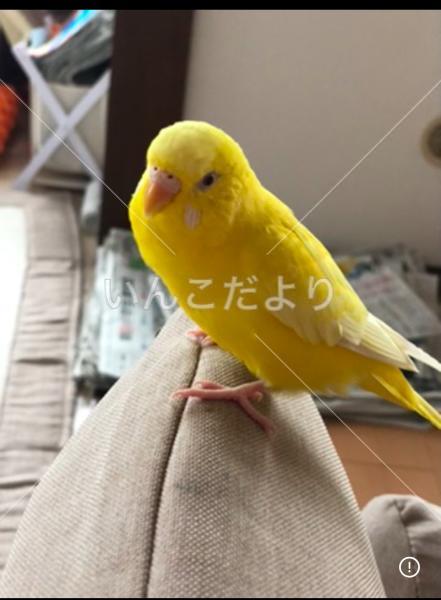 迷い鳥の写真
