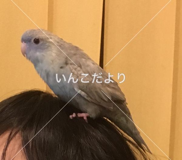 迷い鳥の写真