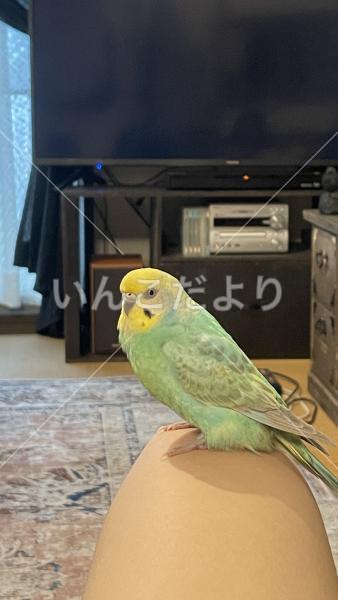 迷い鳥の写真