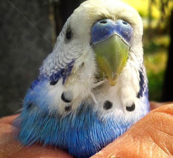 保護鳥の写真