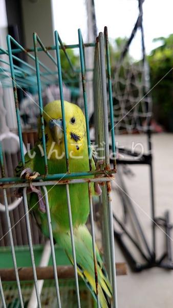 保護鳥の写真