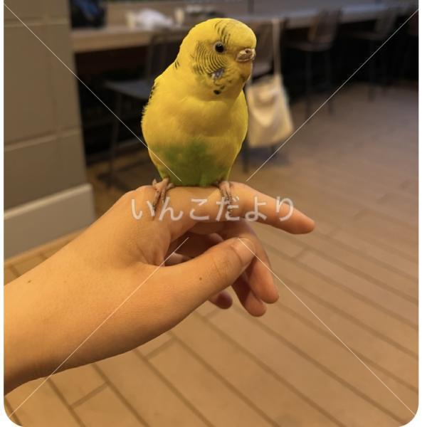 迷い鳥の写真