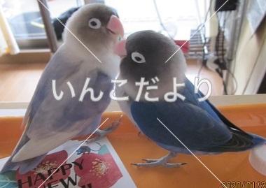 迷い鳥の写真
