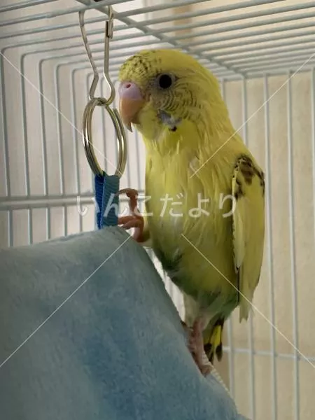 保護鳥の写真