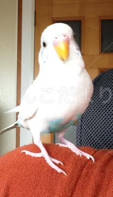 迷い鳥の写真